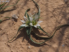Colchicum palaestinum