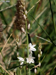 Asphodelus tenuifolius