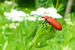 Pyrochroa serraticornis