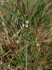 Asphodelus tenuifolius