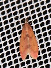 Syntonarcha iriastis