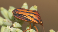 Graphosoma semipunctatum