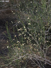 Calligonum comosum
