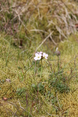 Cardamine pratensis