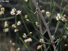 Calligonum comosum