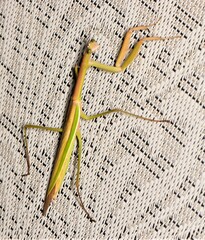 Tenodera australasiae