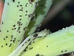 Aphidomorpha