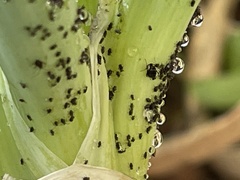 Aphidomorpha