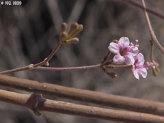 Commicarpus sinuatus