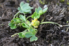 Ranunculus pygmaeus
