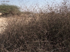 Commicarpus sinuatus