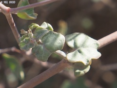Commicarpus sinuatus