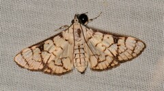 Aphytoceros lucusalis