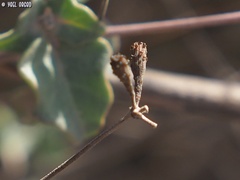 Commicarpus sinuatus