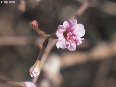 Commicarpus sinuatus