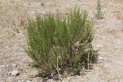 Baccharis