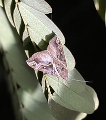 Hypena varialis
