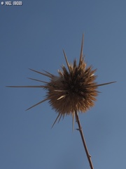 Echinops polyceras