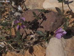 Fagonia glutinosa