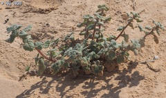 Forsskaolea tenacissima