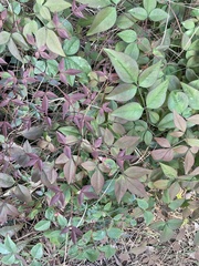 Nandina