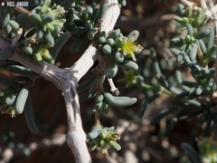 Gymnocarpos decander