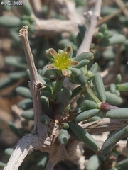 Gymnocarpos decander