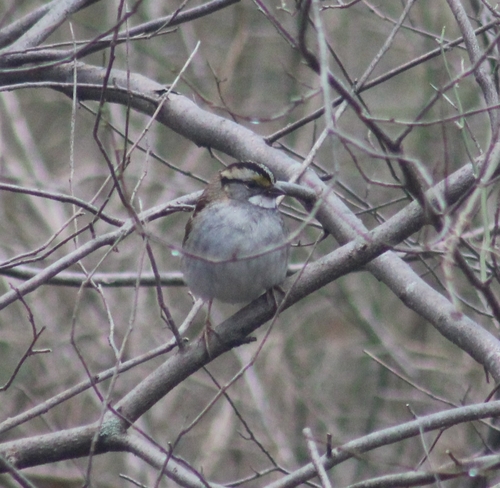 White-throated Sparrow photographed in Rhode Island