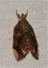 Crocidolomia suffusalis