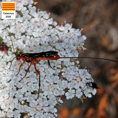 Braconinae