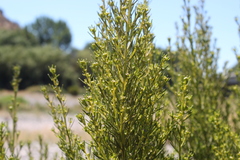Baccharis