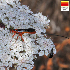 Braconinae