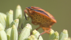 Graphosoma semipunctatum