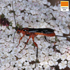 Braconinae
