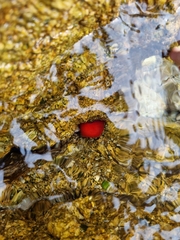 Actinia mediterranea