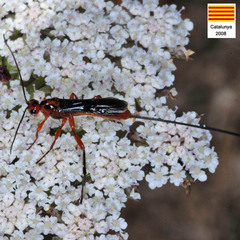 Braconinae