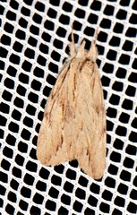 Ecnomodes sagittaria