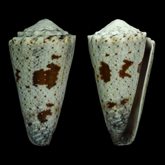 Conus fuscatus