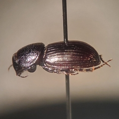 Stenotothorax