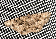 Hypomecis externaria