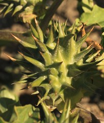 Datura ferox