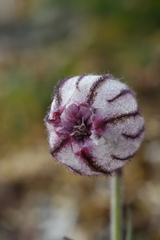 Silene uralensis