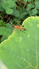 Ctenochares bicolorus