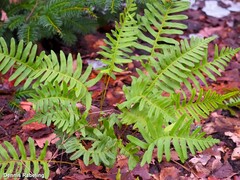 Polypodium vulgare