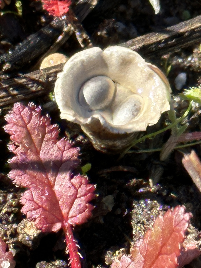 field bird's nest fungus from Mission Trails Regional Park, San Diego