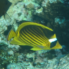 Chaetodon fasciatus