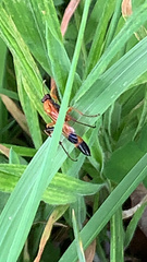 Ctenochares bicolorus