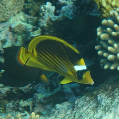 Chaetodon fasciatus