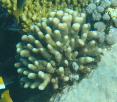 Stylophora