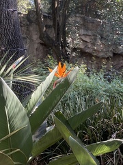 Erythrina leptorhiza